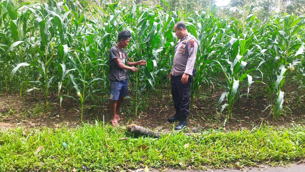 Polsek Duo Koto Wujudkan Program ASTA CITA Bidang Ketahanan Pangan
