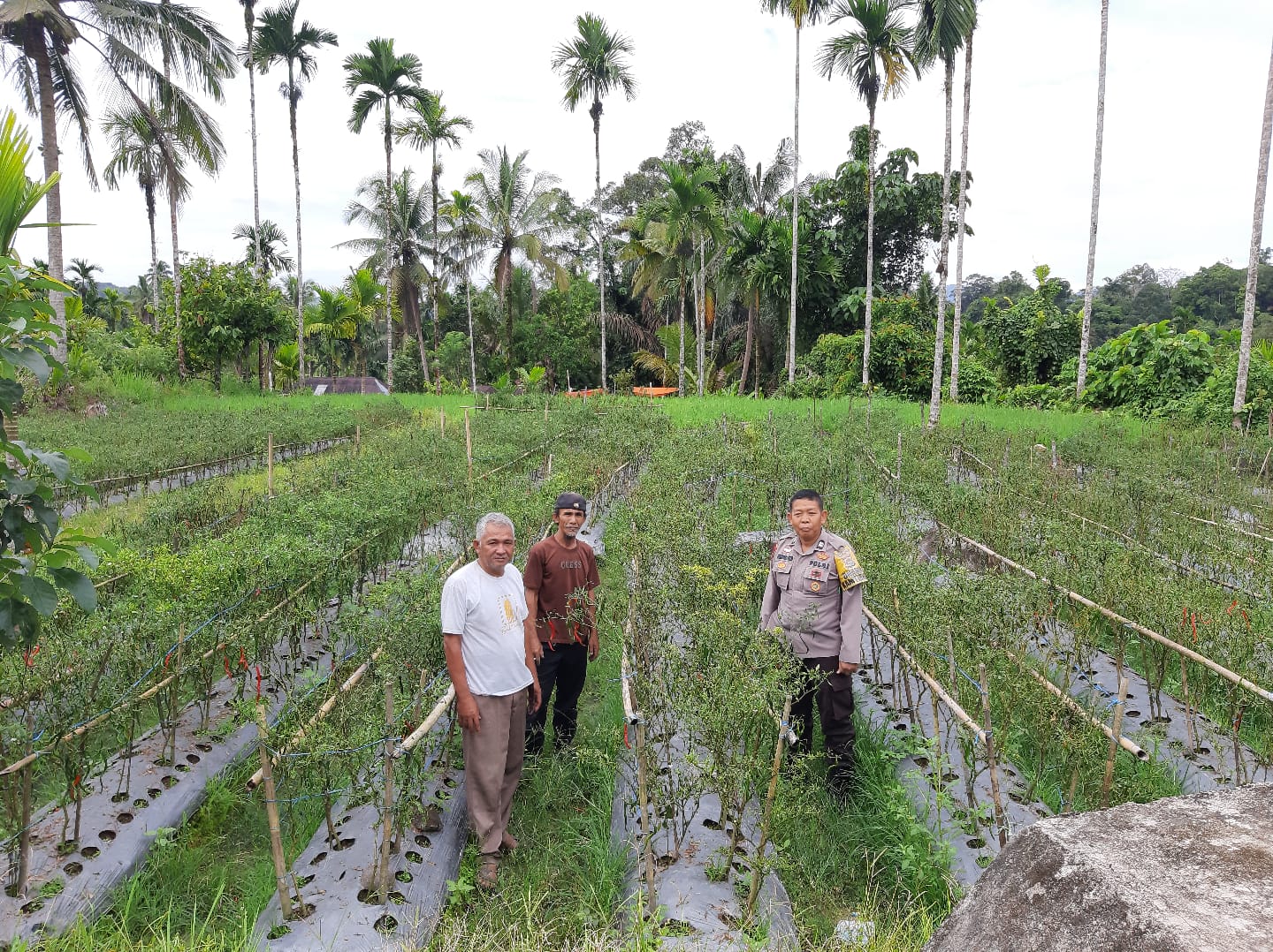 Bhabinkamtibmas Nagari Ganggo Hilia Sukseskan Program Asta Cita Sambangi Petani Cabe