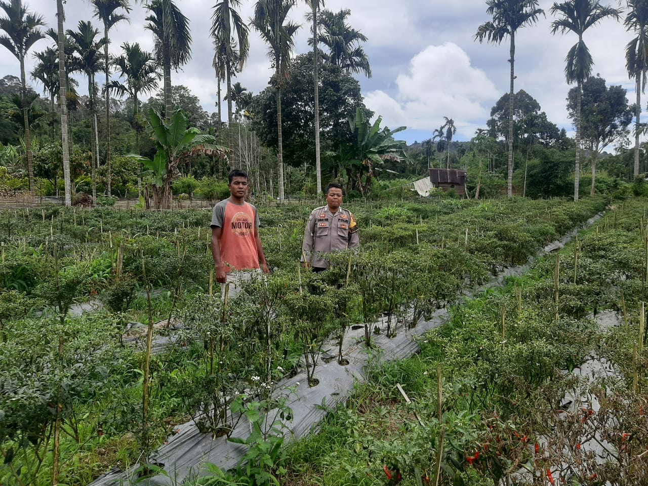 Bhabinkamtibmas Nagari Simpang Tonang Mengajak  Masyarakat Mendukung Program ketahanan Pangan.
