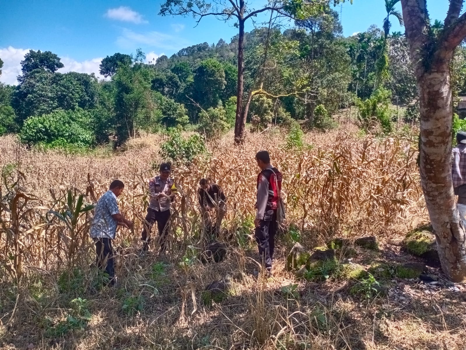 Bhabinkamtibmas Nagari Tanjuang Baringin  Melaksanakan kegiatan Panen dalam rangka mendukung Program Asta Cita