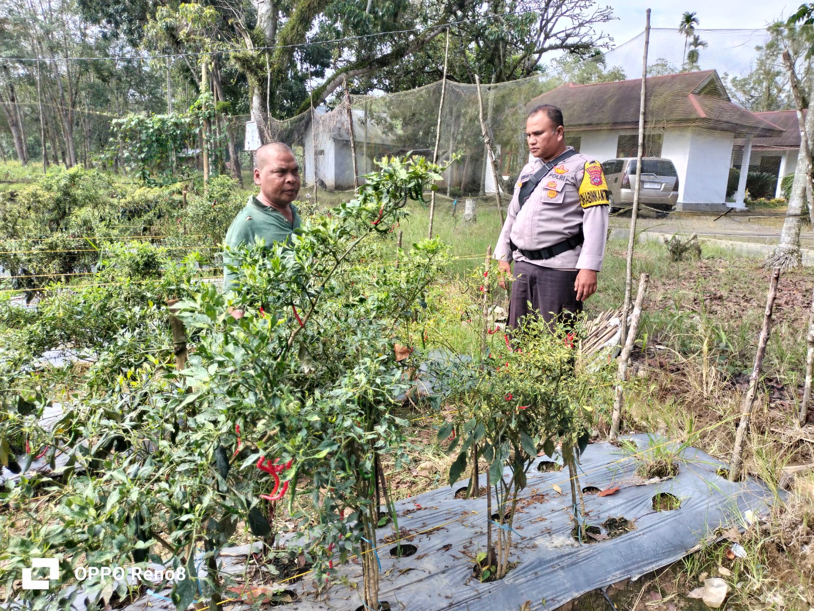 Bhabinkamtibmas Nagari Koto Nopan  sukseskan program Asta Cita Sambangi warga masyarakat  yang memiliki lahan cabe 