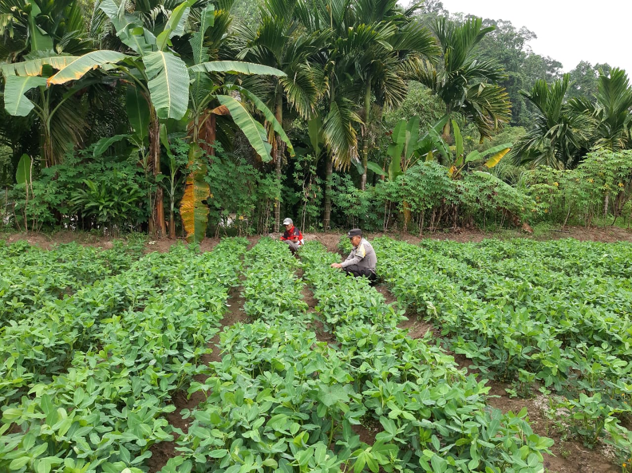 Bhabinkamtibmas Nagari Ganggo Hilia Melakukan perawatan bersama pemilik tanaman kacang