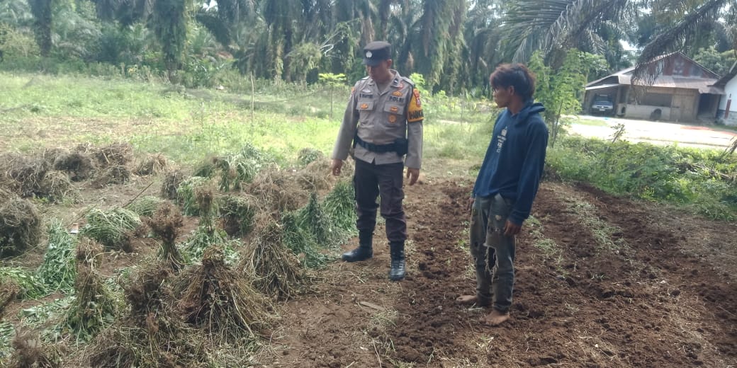 Bhabinkamtibmas Nagari Ladang Panjang  Mendampingi Petani Nilam yang sedang membersihkan lahan dan menanam nilam