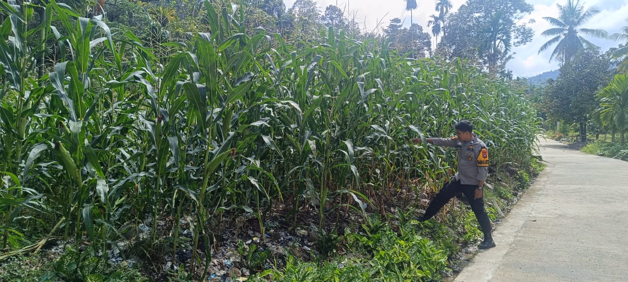 Bhabinkamtibmas Nagari Malampah Kontrol  Tanaman dalam rangka mendukung Program Asta Cita 