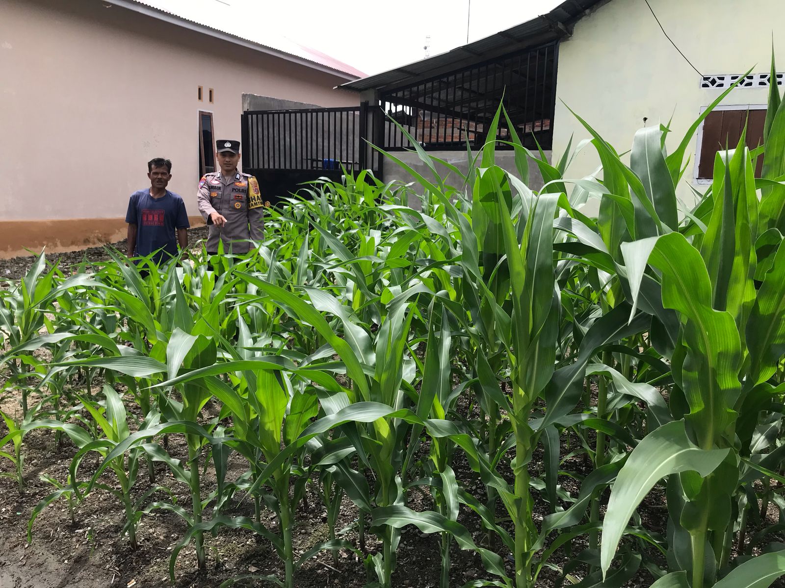 Bhabinkamtibmas Nagari Panti Timur Kontrol Lahan Jagung Sdr. ISAL di Lundar Jorong Lundar