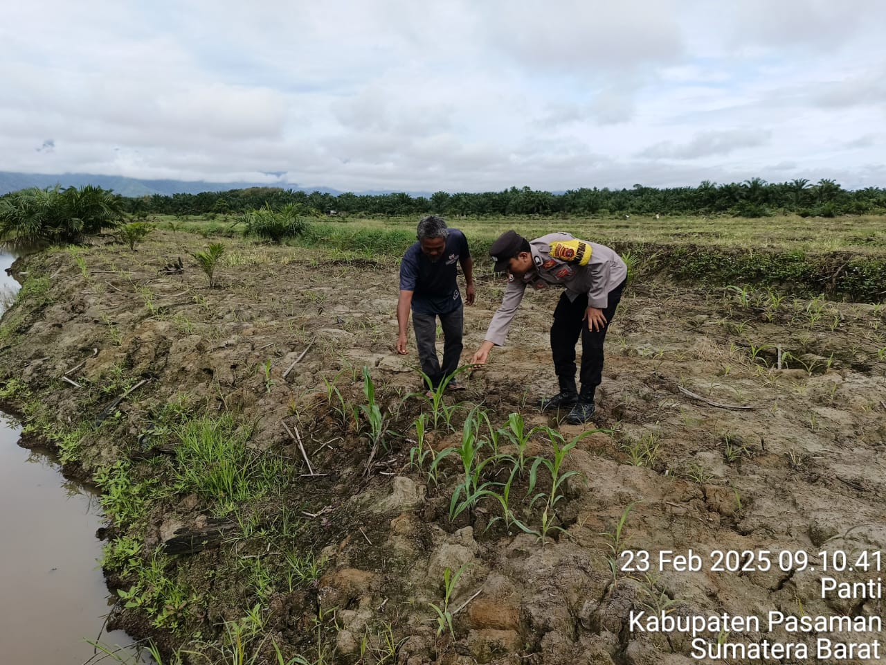Bhabinkamtibmas Nagari Panti kontrol lahan untuk mencek kebutuhan air, mineral dan pupuk bagi tanaman Jagung 