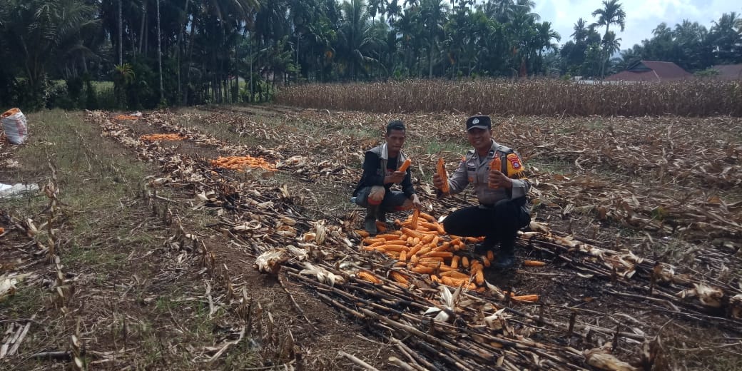  Bhabinkamtibmas Nagari Ladang Panjang  Mendampingi Petani sedang panen jagung. dalam rangka mendukung Program Asta Cita 