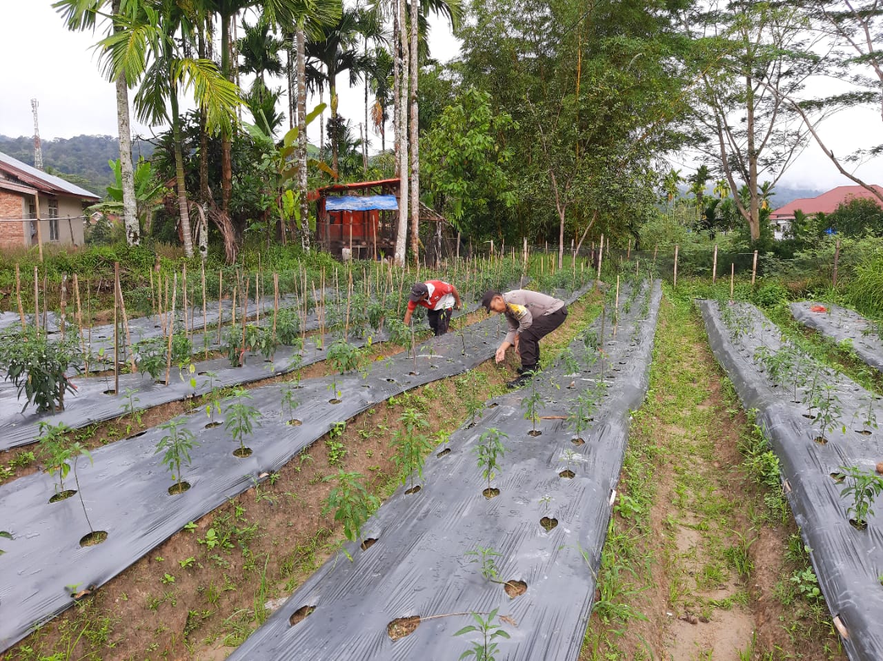 Bhabinkamtibmas Nagari Ganggo Hilia perawatan bersama pemilik tanaman cabe 