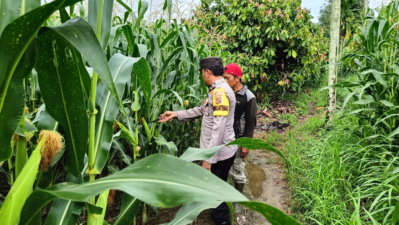 Bhabinkamtibmas Nagari Panti Kontrol Lahan Jagung di Jalan Lingkar Usaha Tani Air Sirah