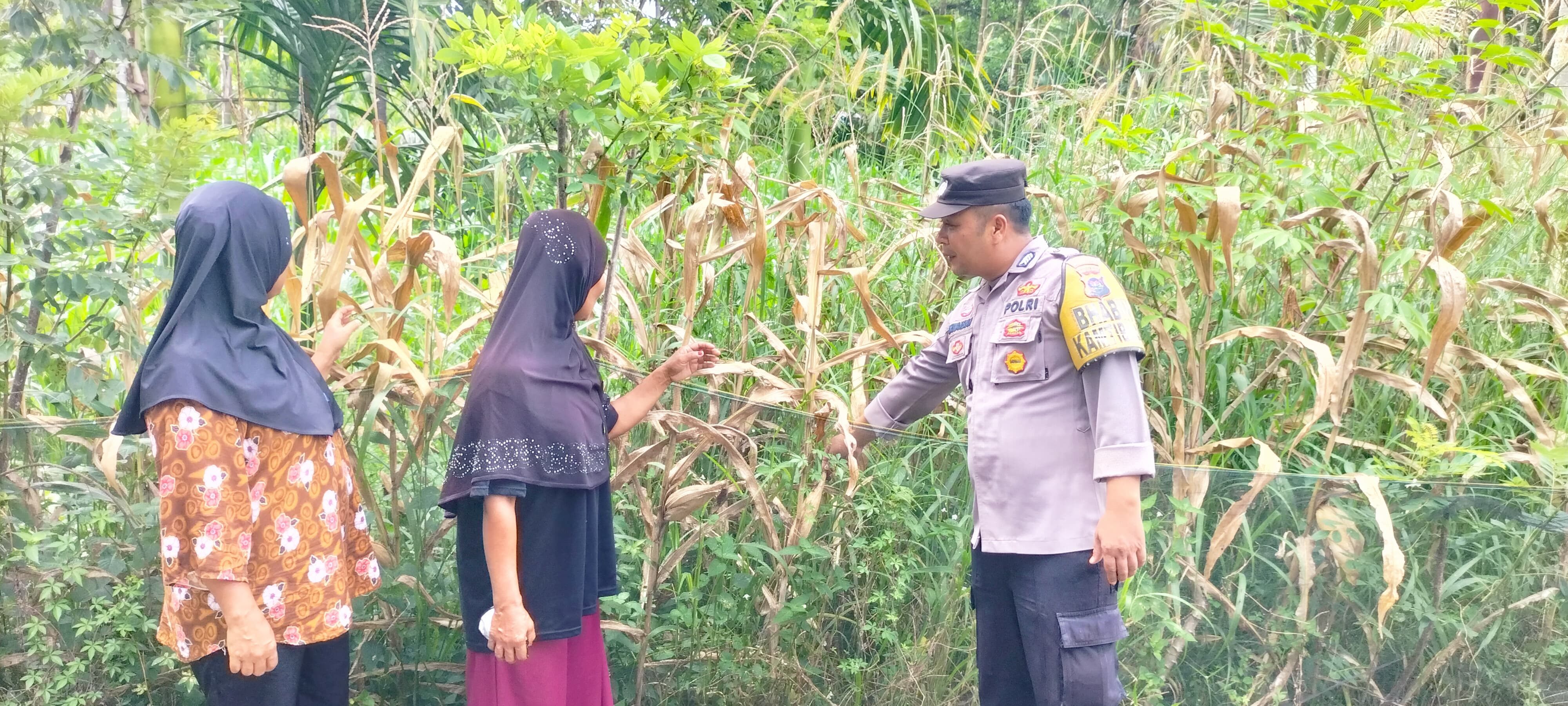 Bhabinkamtibmas Nagari Simpang THTS perawatan Ketahanan pangan berupa jagung