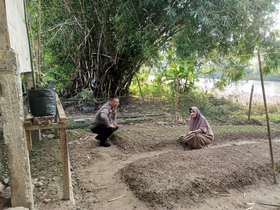 Bhabinkamtibmas Nagari Simpang THTS pembersihan lahan Ketahanan pangan berupa sayur bayam