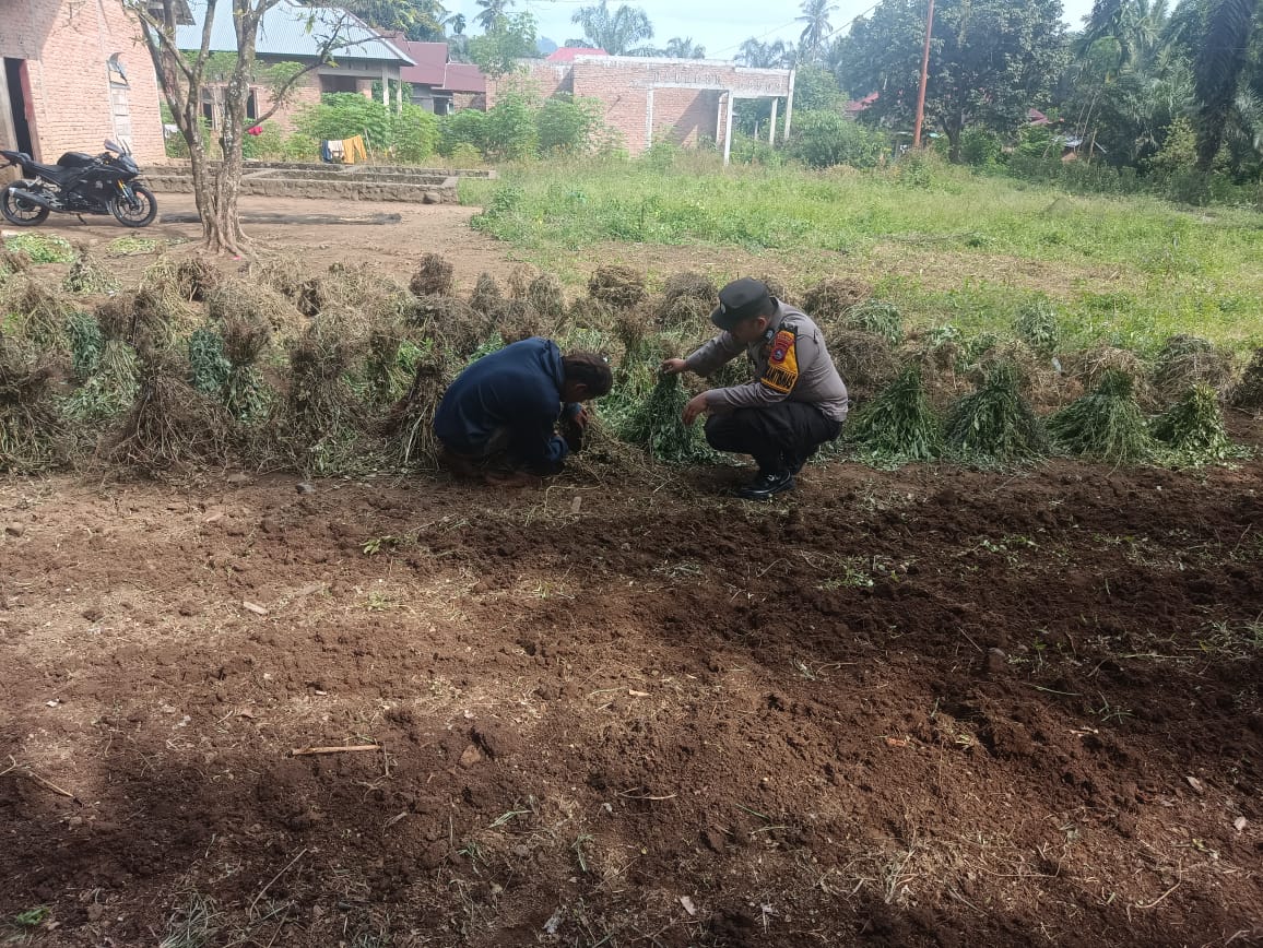 Bhabinkamtibmas Nagari Binjai  Monitoring Kontrol  Tanaman Mendukung Program Asta Cita