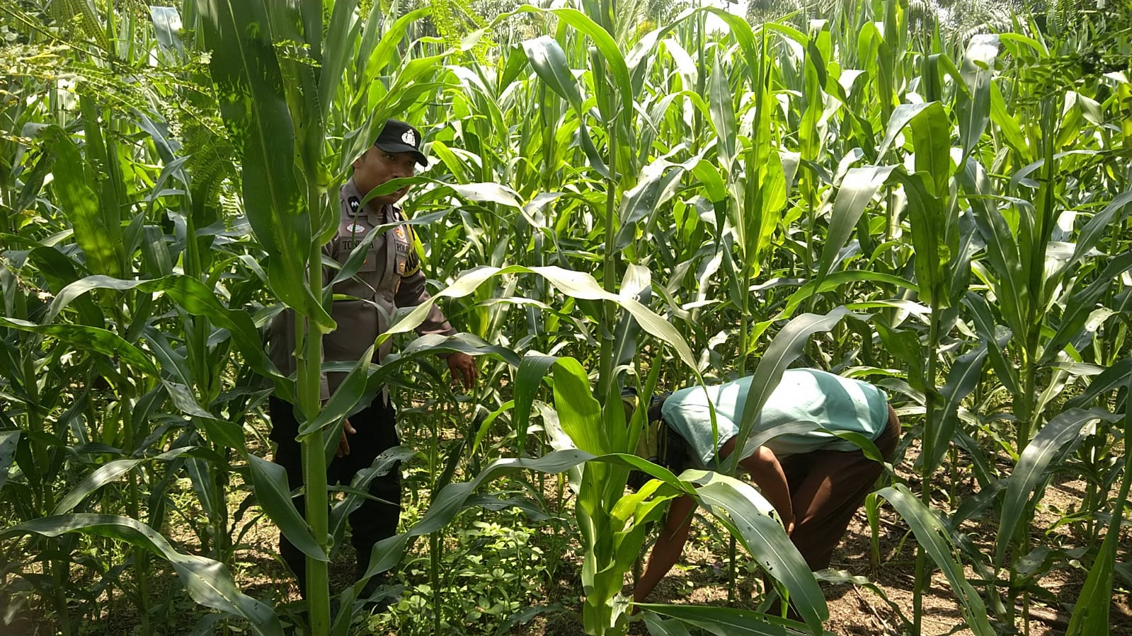  Bhabinkamtibmas Nagari Sontang Cubadak Perawatan Tanaman jagung dengan Sdr JULPAN LUBIS di Kampung Rambah 