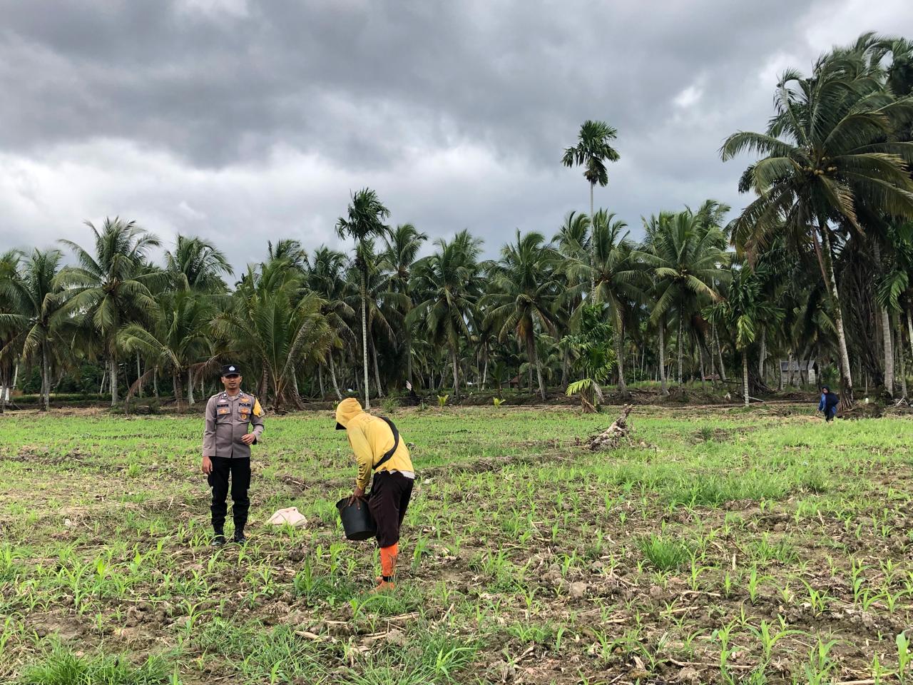 Bhabinkamtibmas Nagari Bahagia Kontrol Lahan Jagung Sdr. Sultan di Jorong Durian Kadap