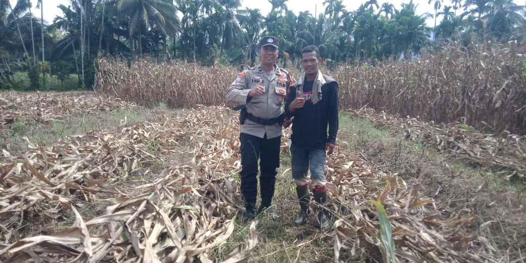 Bhabinkamtibmas Nagari Ladang Panjang kontrol tanaman jagung saat panen bersama pemilik