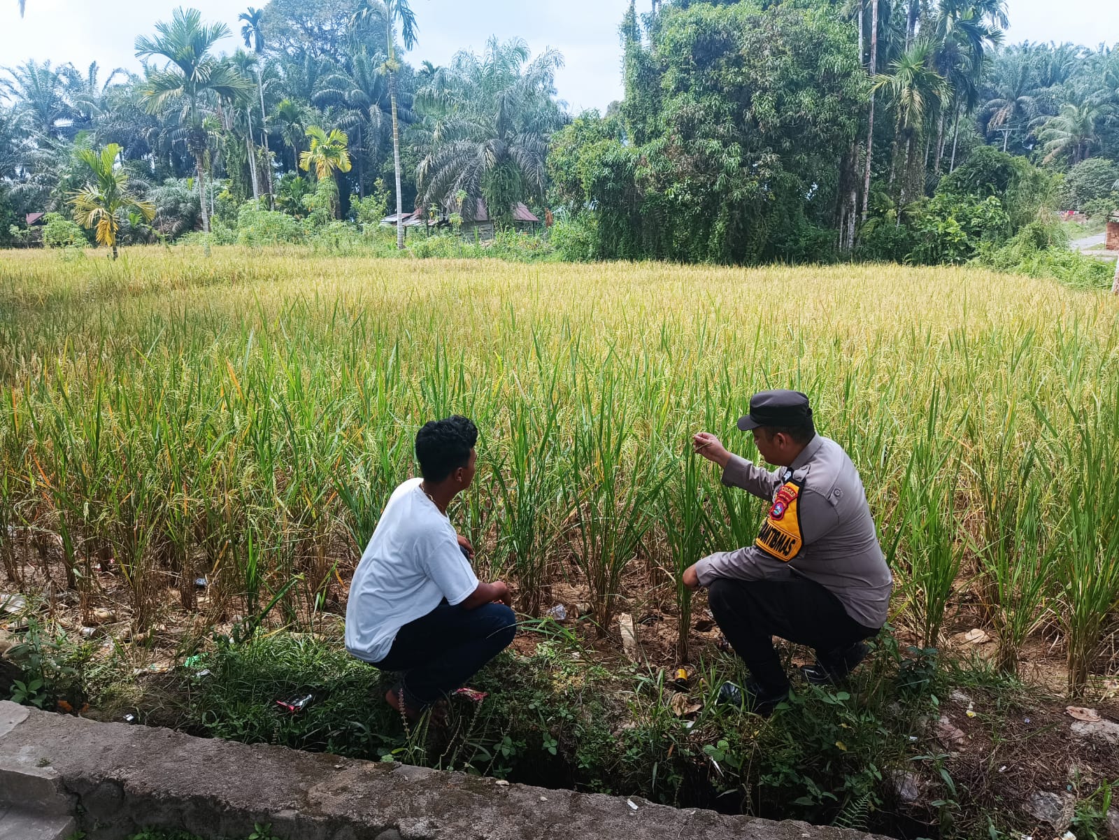 Bhabinkamtibmas Nagari Binjai Kontrol  Tanaman Mendukung Program Asta Cita 