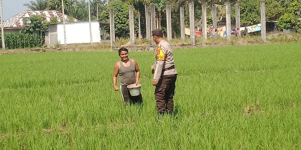 Bhabinkamtibmas Nagari Ladang Panjang Monitoring dan kontrol tanaman pangan padi masyarakat