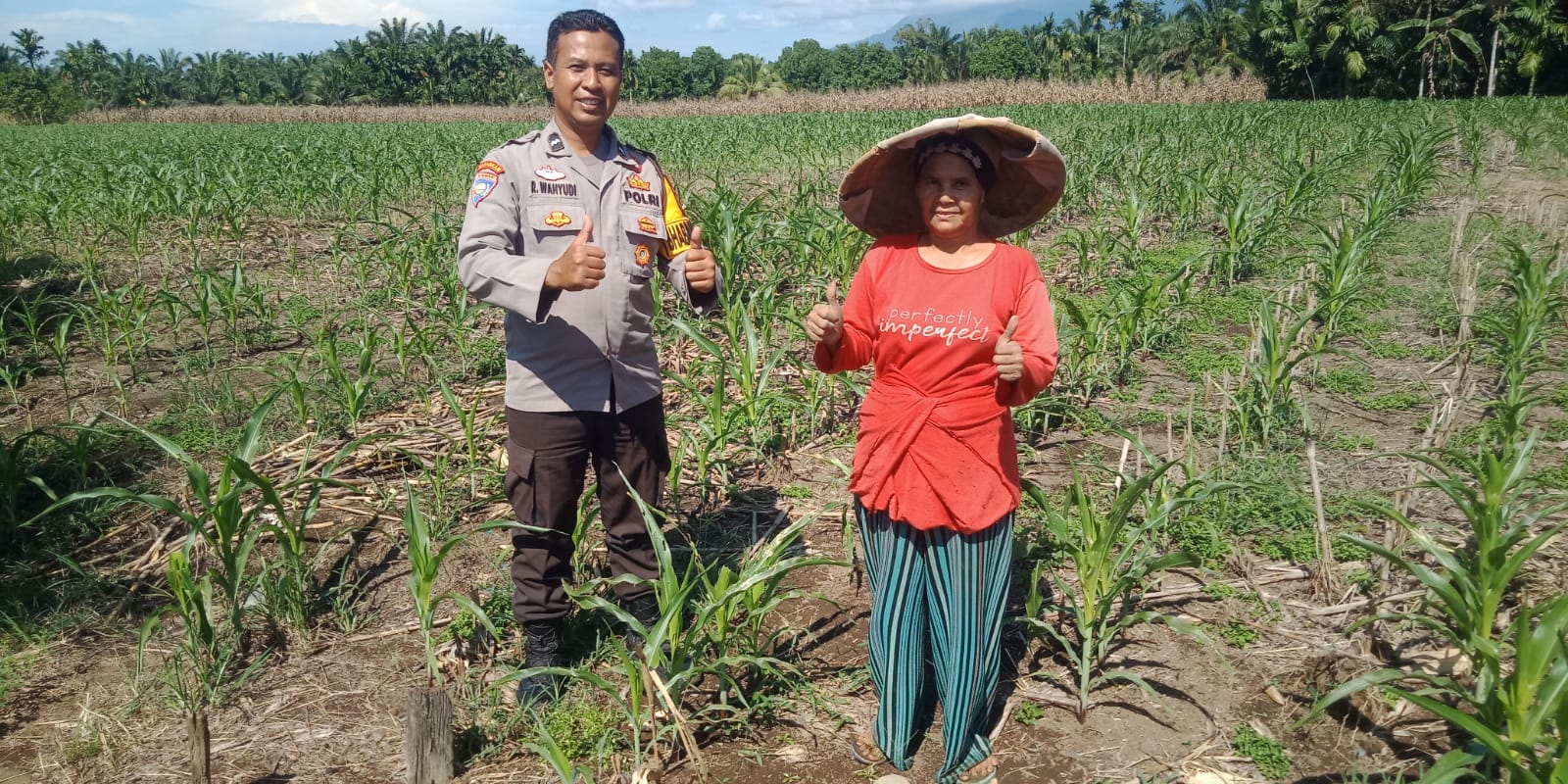 Bhabinkamtibmas Nagari Ladang Panjang  Sambang ke Lokasi Ketahanan Pangan 