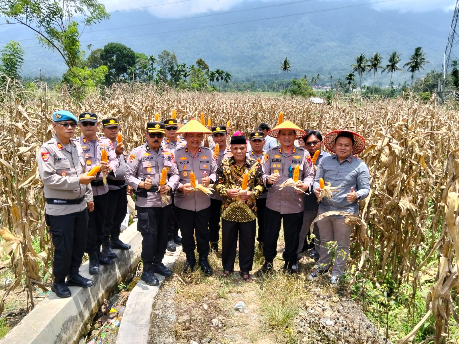 Kapolres Pasaman Bersama PJU Dan Instansi Terkait Panen Raya Jagung Serentak Di Jorong Padang Sarai Lubuk Sikaping