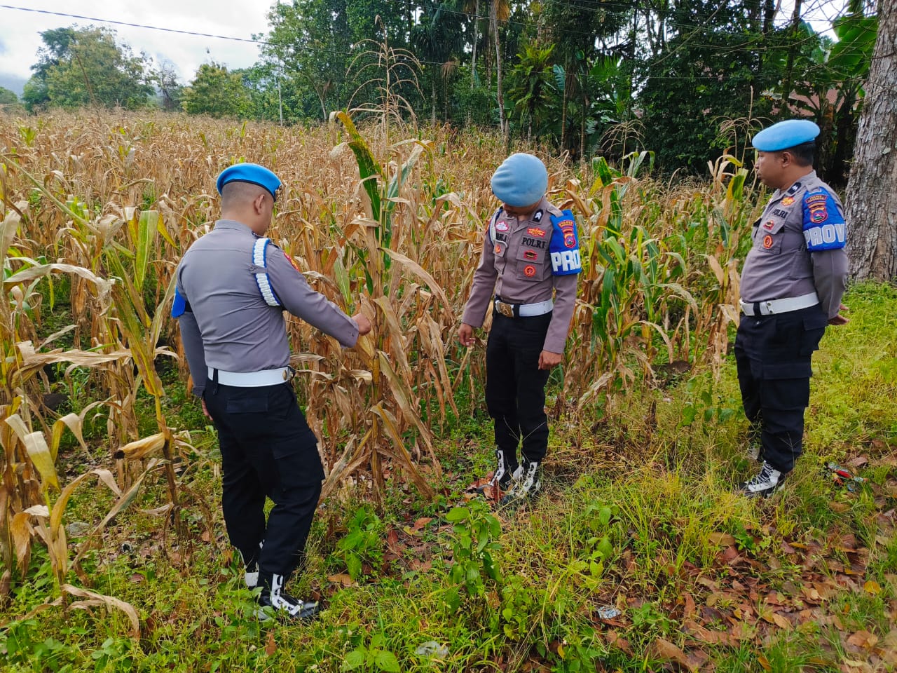 Si Propam Polres Pasaman Monitoring Perkembangan tanaman Jagung milik Warga binaan